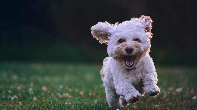 What is Glucosamine and Why do Dogs Need it: Understanding this Joint Elixir Better