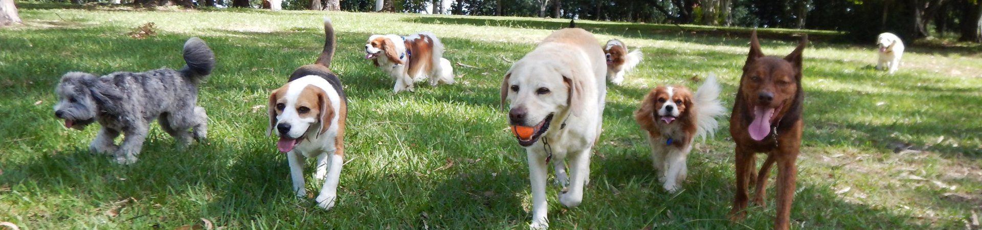Nutrition Tips For Athletic Dogs: Boost Energy And  Performance