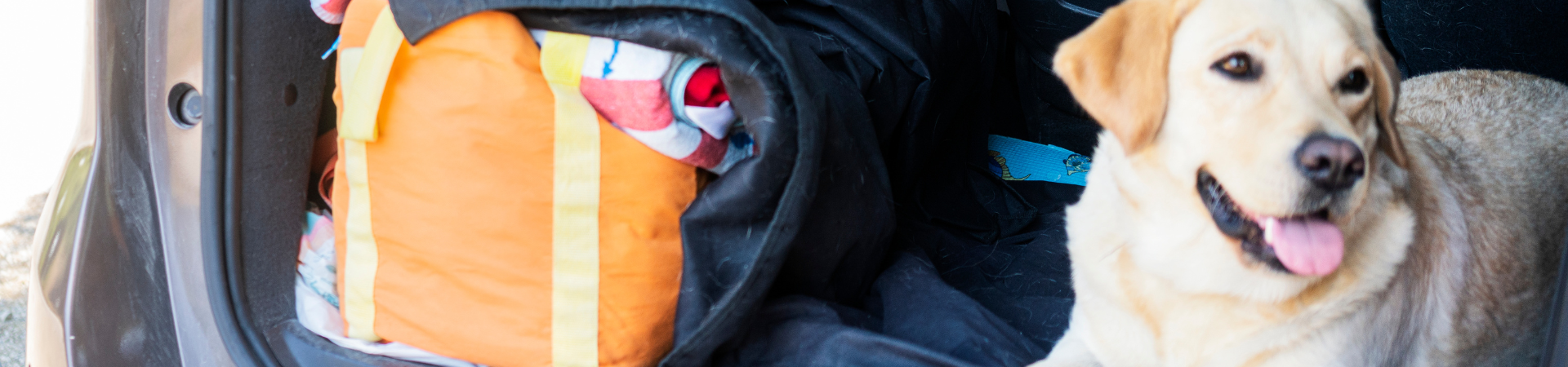 Pet Travel Made Easy: Fresh Food Tips for the Road