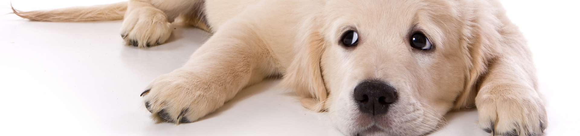 How To Feed Dogs With Dietary Sensitivities