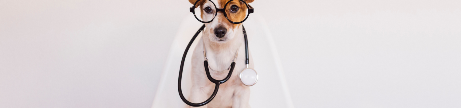 Understanding Pet Allergies: A Complete Guide for Pet Parents