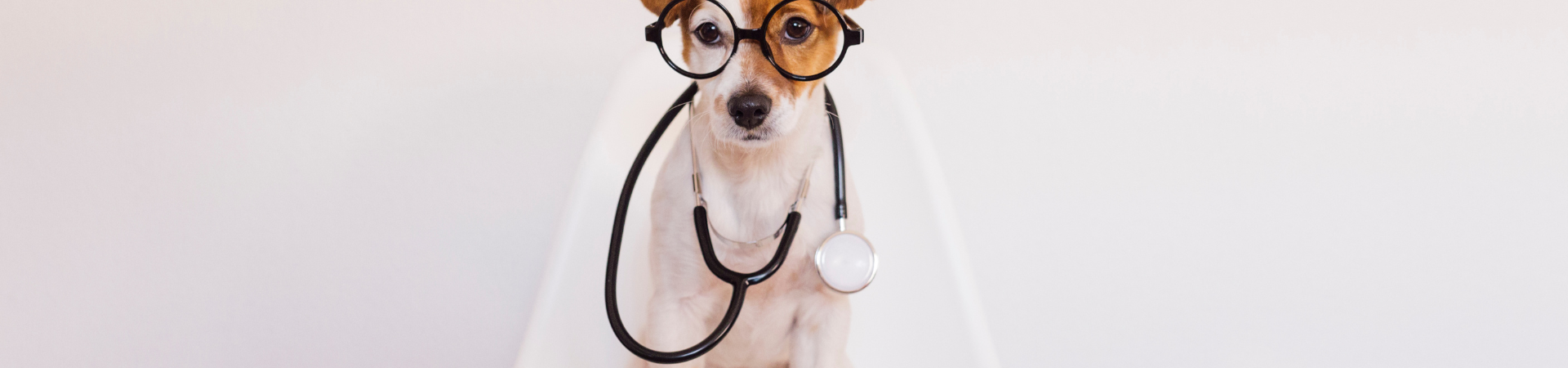 Understanding Pet Allergies: A Complete Guide for Pet Parents