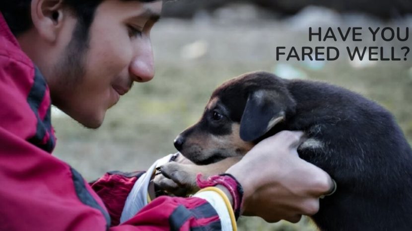 Pet Care in the Pandemic