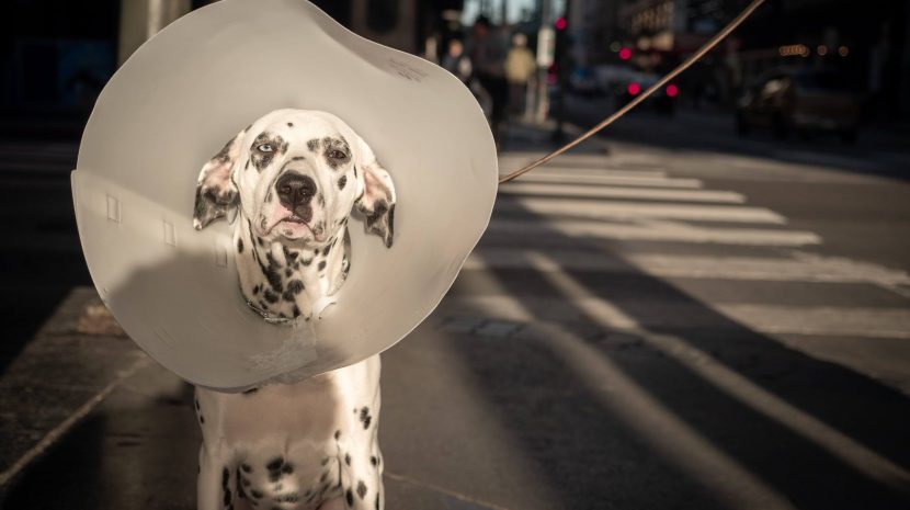 Foods that Support Wound Healing in Dogs: Because Food is always the First Medicine