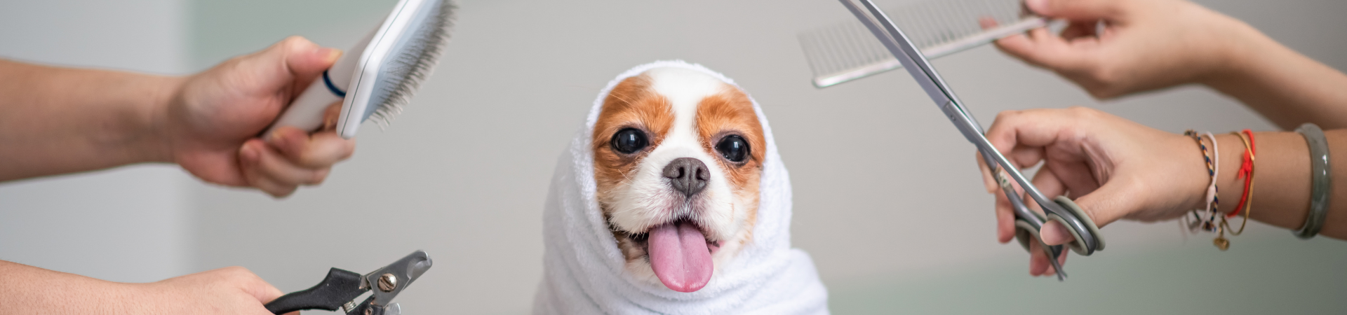 The Ultimate Winter Grooming Guide For Your Furry Friend