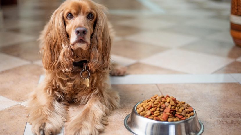 Reasons why your Dog has Stopped Eating: (When) to Worry or Not to Worry