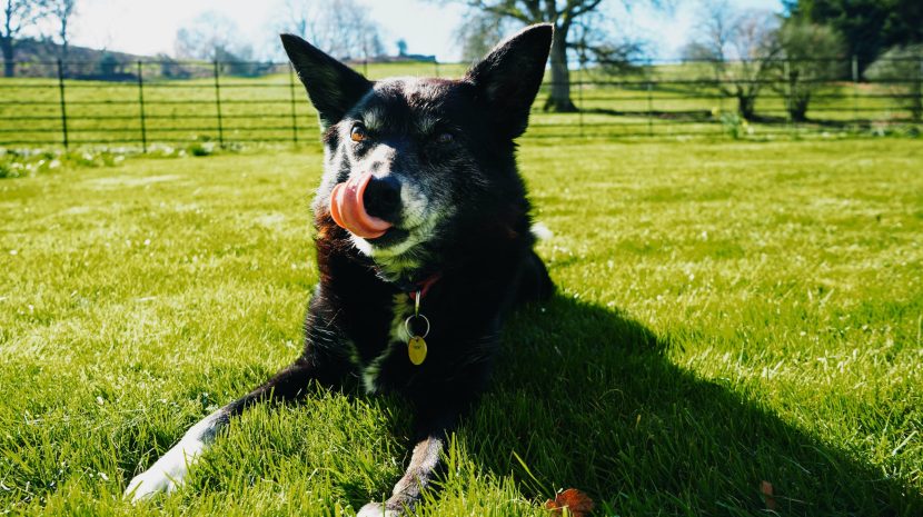 Essential Foods for Senior Dogs: Hope is Where Health Is