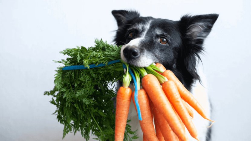 Do Dogs Need Fiber in their Diet? A Deep Dive into your Dog’s Digestive BFF