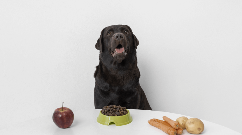 Transitioning your Dog between Different types of Meals