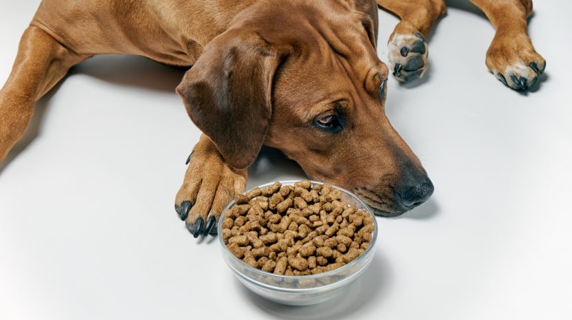 Is your Dog a Fussy Eater?
